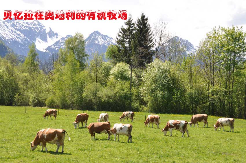 貝億拉在奧地利的有機牧場