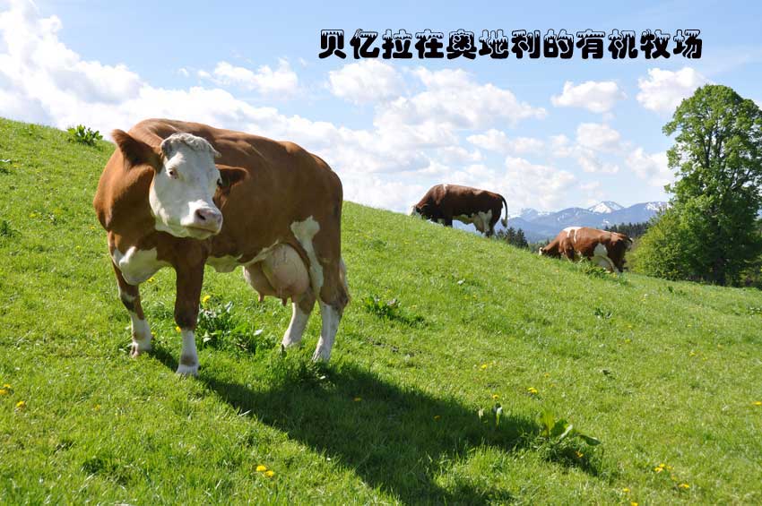 貝億拉在奧地利的有機牧場奶牛
